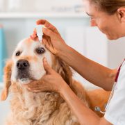 la importancia del cuidado de los ojos de las mascotas