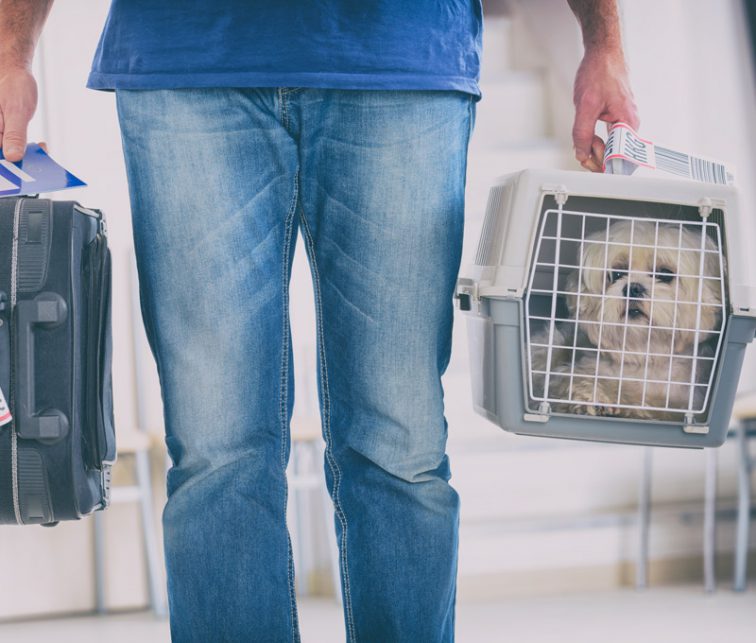 nueva prohibicion para los viajes de los animales