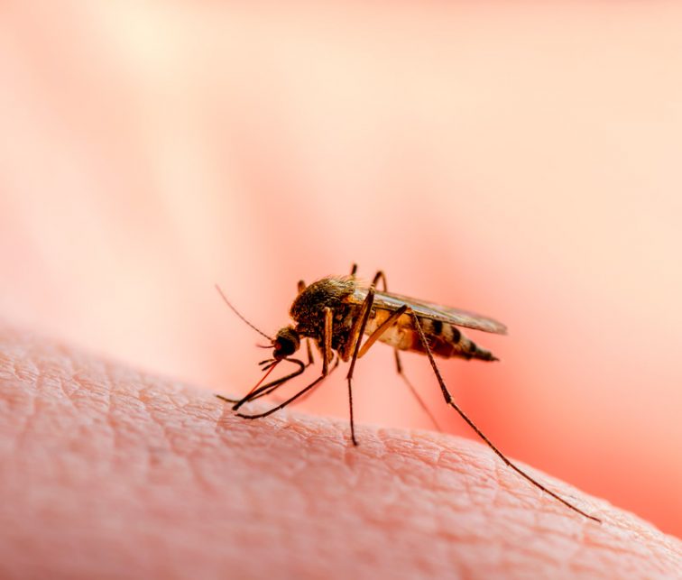 enfermedades que transmiten los mosquitos