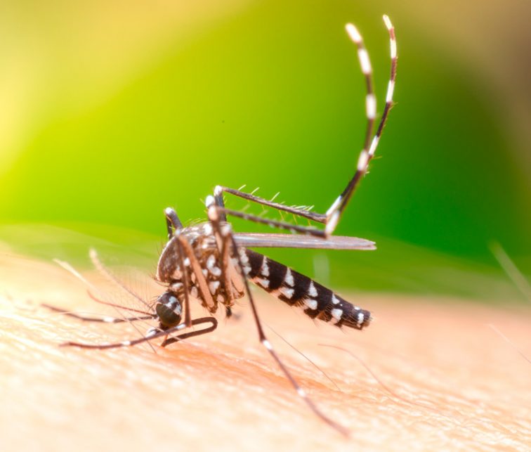 dengue en Ecuador, situacion actual