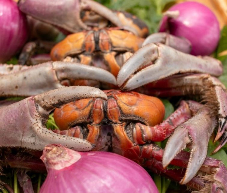 veda de mariscos